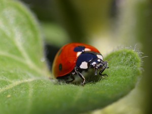 ladybird-1024x768
